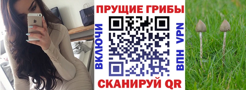 Купить где  Железноводск  Псилоцибиновые грибы Cubensis 